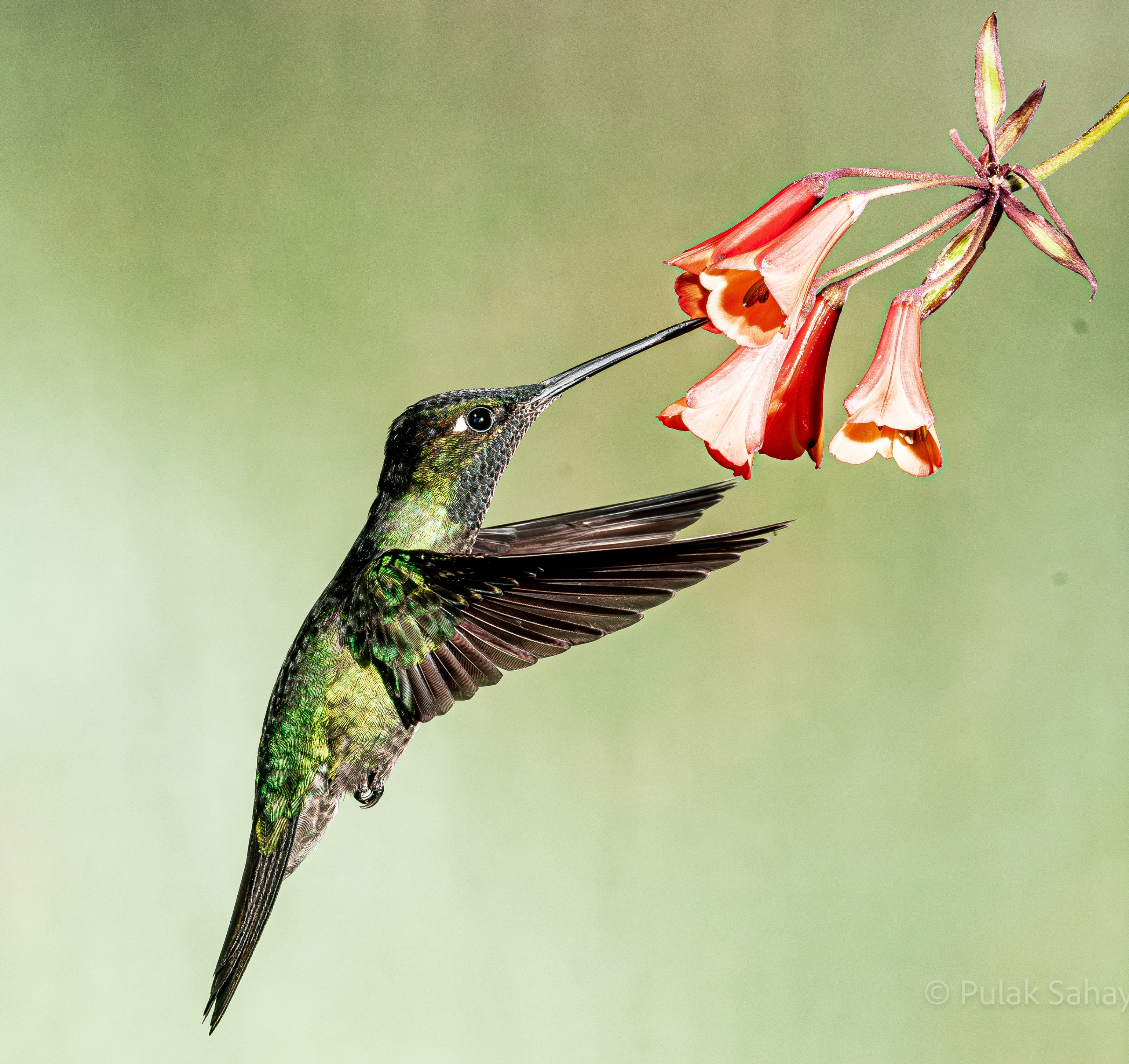 Hummingbird having a feed